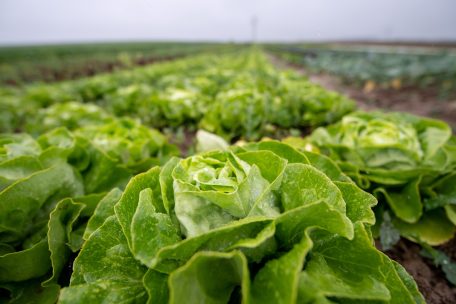 Richtig lagern / Essig hält Salat länger knackig