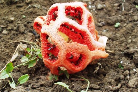 Der rote Gitterling ist normalerweise in w&auml;rmeren L&auml;ndern zu finden; 2007 wurde er an zwei Stellen in Luxemburg gefunden, ist aber wieder verschwunden