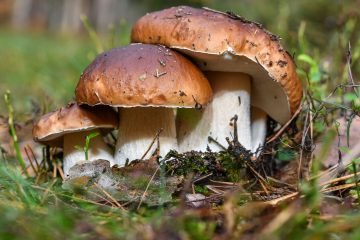 Essbar oder giftig? / Am Sommerende beginnt die Pilzsaison