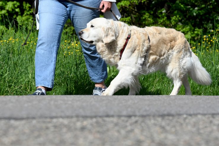 Tipps für Tierfreunde / So beißt der Hund nicht mehr ständig in die Leine