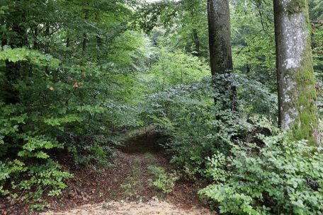 Rohstoff / Warum die Politik über Holz aus Luxemburg diskutiert