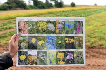 Biodiversität   / Wildblumen für Luxemburg: Samen heimischer Sorten tun der Umwelt gut