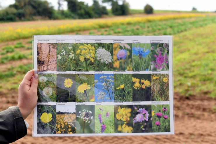 Biodiversität   / Wildblumen für Luxemburg: Samen heimischer Sorten tun der Umwelt gut