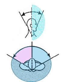 Bewegungsumfang der Halswirbelsäule in der Seit- und der Rotationsebene