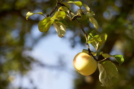 Ohne Erlaubnis des Besitzers von einem Obstbaum dürfen Äpfel, Birnen und Co. nicht einfach gepflückt werden <br />