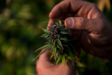 Doch keine Legalisierung / Anbau von Cannabis soll erlaubt werden, der Verkauf nicht