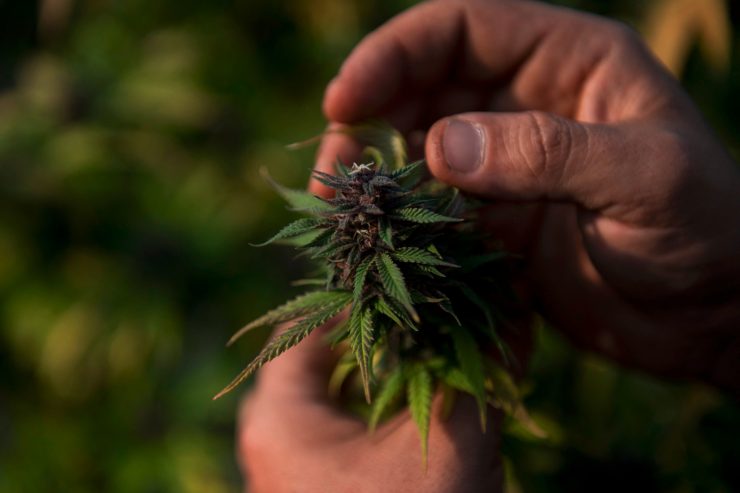 Doch keine Legalisierung / Anbau von Cannabis soll erlaubt werden, der Verkauf nicht