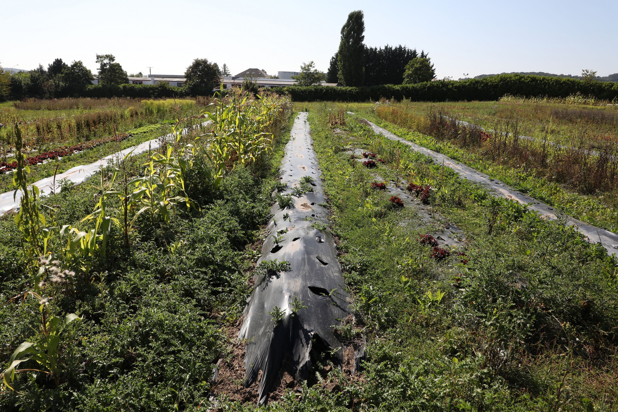 Foto: Editpress/Didier Sylvestre