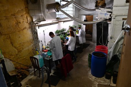Cannabis-Produktion bei &bdquo;Farmer CBD Luxembourg&ldquo; (Archivbild)