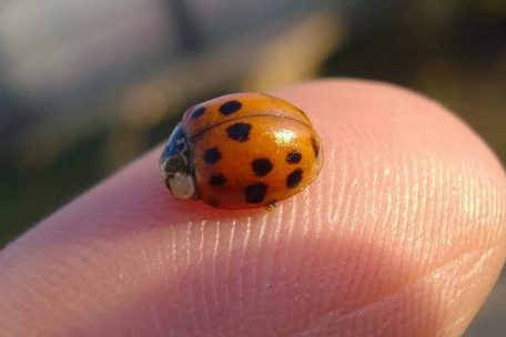 Sinnesforschung / Wie wir die Welt wahrnehmen: Medizin-Nobelpreis für Entdeckung von Rezeptoren