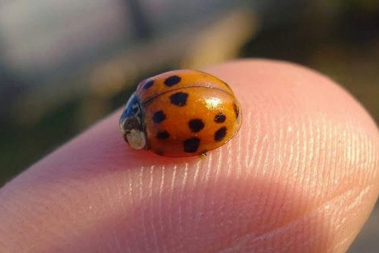 Sinnesforschung / Wie wir die Welt wahrnehmen: Medizin-Nobelpreis für Entdeckung von Rezeptoren