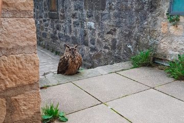 Wildtier / Mitten in Luxemburg: Ein Uhu auf Wenzels Spuren