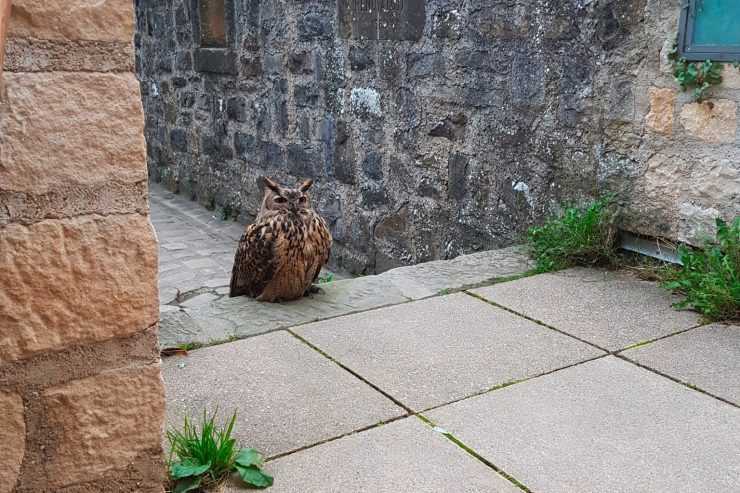 Wildtier / Mitten in Luxemburg: Ein Uhu auf Wenzels Spuren