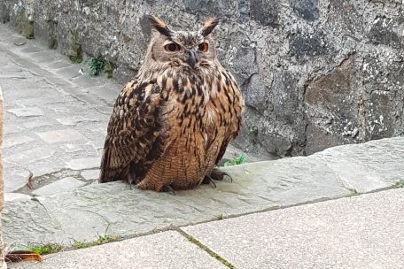 Der&nbsp;Uhu&nbsp;(Bubo bubo) ist eine Vogelart aus der Gattung der&nbsp;Uhus&nbsp;(Bubo), die zur Ordnung der Eulen (Strigiformes) geh&ouml;rt
