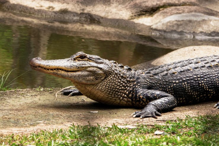 Australiens Tierreich sucht neue Lebensräume / Das Comeback der Salzwasserkrokodile