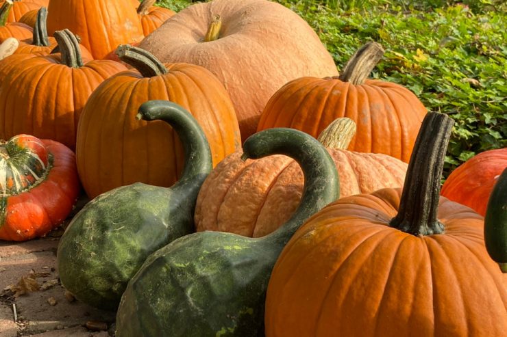 Herbst / Von Suppe bis Gugelhupf – Saisonale Rezepte für die Kürbiszeit