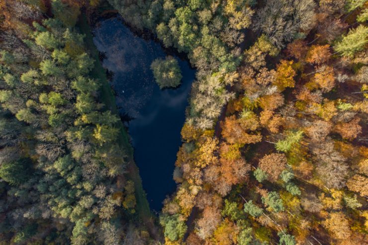 COP26 / Weltklimakonferenz: 100 Staaten wollen Entwaldung stoppen