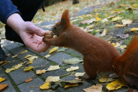 Urbane Fauna / Wo wilde Tiere in unseren Städten leben