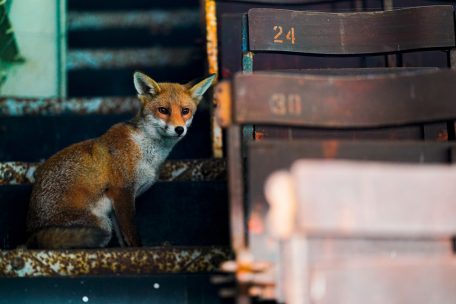 Vor dem Spiel der Sky Bet Championship zwischen Fulham und den Queens Park Rangers ist ein Fuchs auf der Tribüne zu sehen. Wie bei  anderen Wildtieren ist der natürliche Lebensraum vom Menschen eingeengt worden.