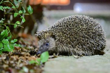 Futter für Winterspeck / Milch und rohes Hack sind für Igel tabu