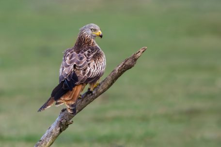 Auch in Luxemburg gilt der Rotmilan als bedroht. Thomas wurde mit drei seiner Artgenossen aus einer Gefangenschaft gerettet und in der Pflegestation in D&uuml;delingen auf eine Auswilderung vorbereitet.