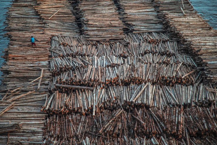 Green Deal / EU will Importe aus Abholzungs-Gebieten stoppen