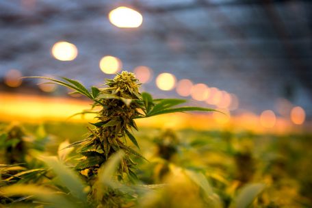 Studie vorgestellt / Zusätzliche Milliardeneinnahmen durch Cannabis-Legalisierung in Deutschland