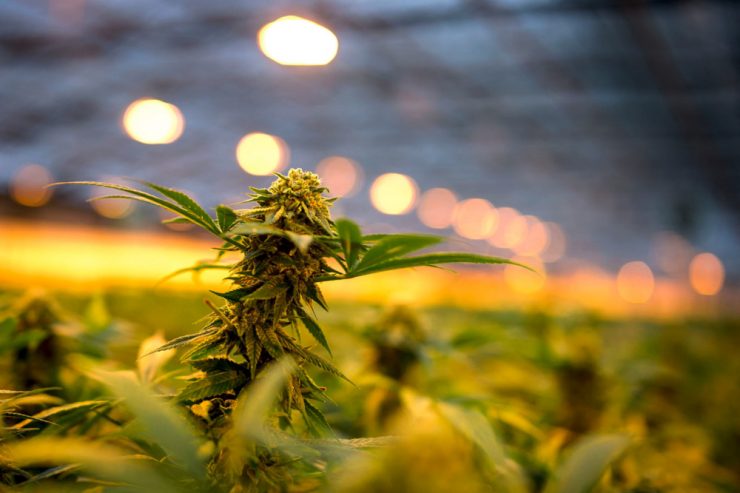 Studie vorgestellt / Zusätzliche Milliardeneinnahmen durch Cannabis-Legalisierung in Deutschland