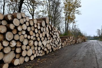 Escher Galgenberg / Große Abholzaktion: Klimawandel und Borkenkäfer verändern das Waldbild