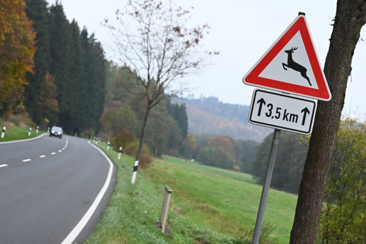 Unfallprävention / Gefährliche Herbststraßen: Wie bei Wildwechsel zu reagieren ist