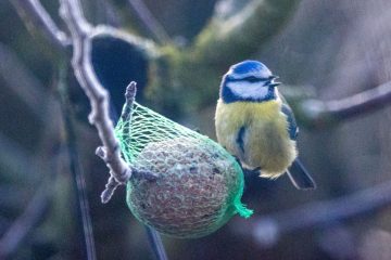 Ratgeber Vögel / Schon vor dem ersten Schnee mit Vogelfütterung beginnen