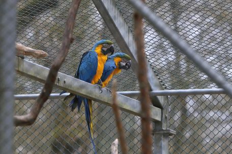 Reinigungstrick für Voliere / Mit der Dampfente gegen Vogelkot