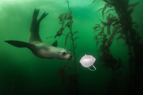 Un lion de mer de Californie (Zalophus californianus) jouant avec un masque. Premier prix Photo isolée dans la catégorie „Environnement“