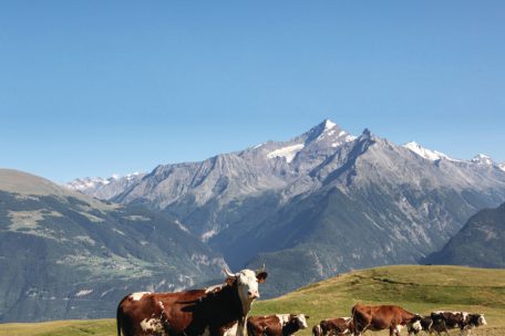 Standpunkt / Ein besserer Tierschutz liegt in unser aller Interesse