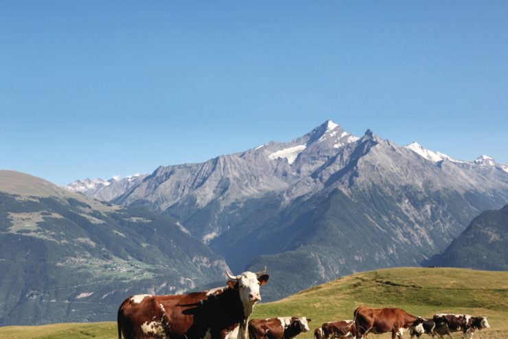 Standpunkt / Ein besserer Tierschutz liegt in unser aller Interesse