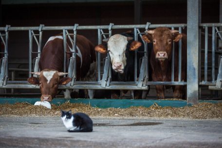 Umwelt / Anzeige gegen Umweltschützer: Ein erfundenes Ministerium beschäftigt die Justiz