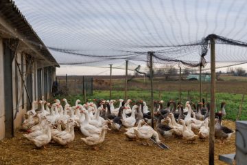Gastronomie / Qualprodukt oder unverzichtbar? Frankreich streitet um die Stopfleber