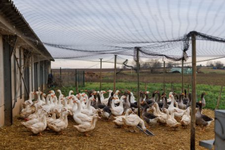 Gastronomie / Qualprodukt oder unverzichtbar? Frankreich streitet um die Stopfleber