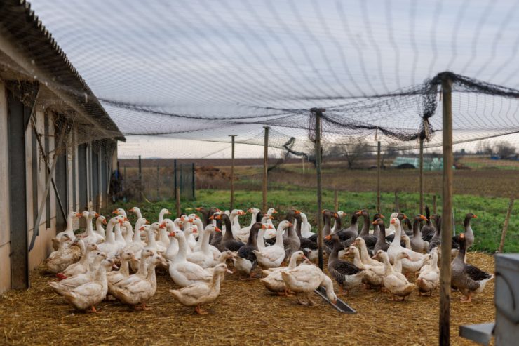 Gastronomie / Qualprodukt oder unverzichtbar? Frankreich streitet um die Stopfleber