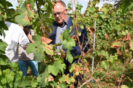 Romain Schneider im Weinberg