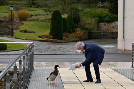 Das Erfreulichste an der Dezember-Tripartite war nicht der soziale Dialog, sondern die Neugier einiger Enten. Hier eines der Senninger Tiere im Dialog mit Finanzminister Gramegna.