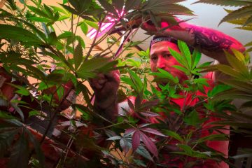 Keine THC-Obergrenze geplant / Luxemburg will 2022 weiter in Richtung Cannabis-Legalisierung gehen