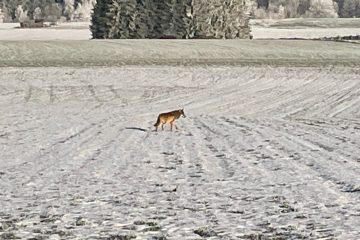 Luxemburg / Ganz cool: Ein Wolf streift durch den Schnee in Wintger