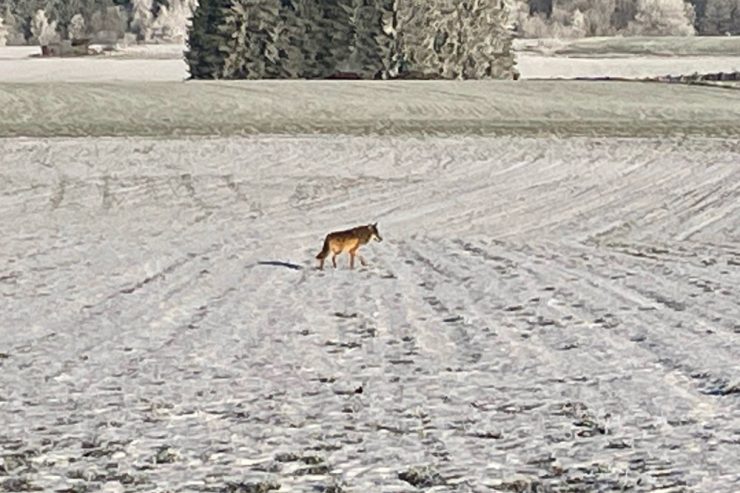 Luxemburg / Ganz cool: Ein Wolf streift durch den Schnee in Wintger