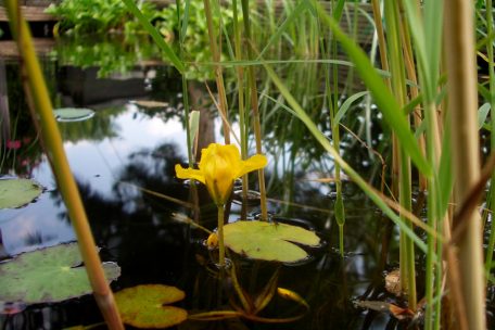 Winter im Garten / Ein Strohhalm für die Fische: Warum der Gartenteich nicht zufrieren darf