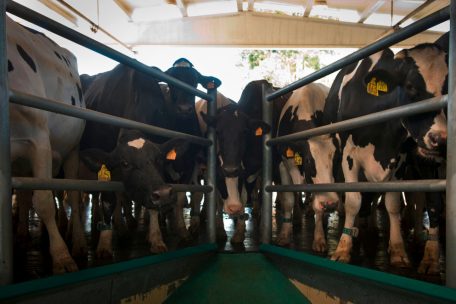 Pour r&eacute;duire le risque infectieux, &bdquo;il faut remettre les animaux d&rsquo;&eacute;levage dans les pr&eacute;s et les basses-cours&ldquo;, affirme Serge Morand