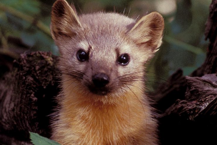 Plagiatsärger / Marder-Motiv der künftigen Euro-Münzen Kroatiens von britischem Tierfoto abgekupfert