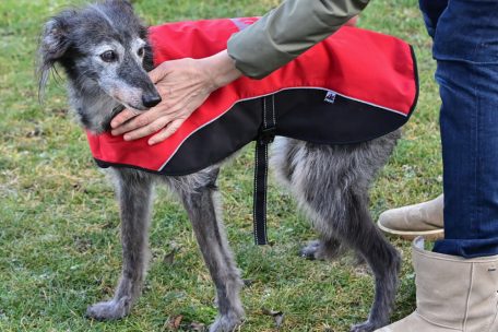 Vierbeiniger Zuwachs / Älteres Tier aufnehmen: Erwachsener Hund bringt Vorteile mit sich