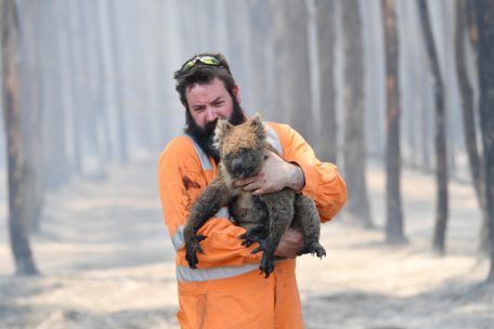 Artenschutz / Jetzt als „gefährdet“ eingestuft – das Überleben der Koalas ist bedroht