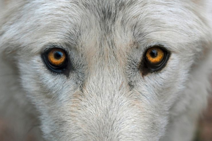 Parlament / Umweltministerin stellt klar: Einem Wolf nachzustellen, kann in Luxemburg sehr teuer werden